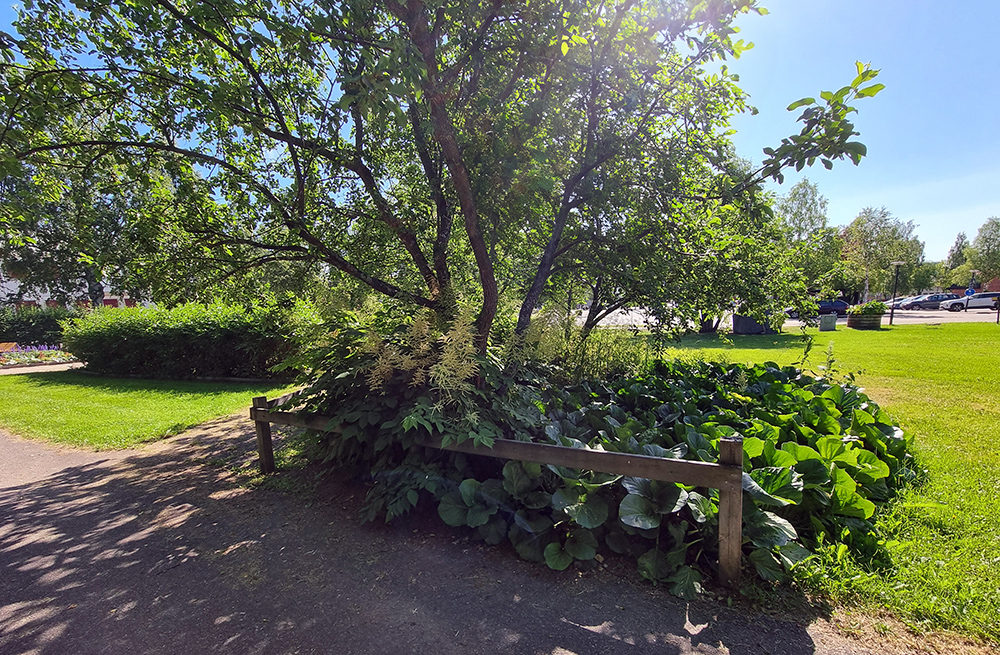 Fina planteringar med perenner