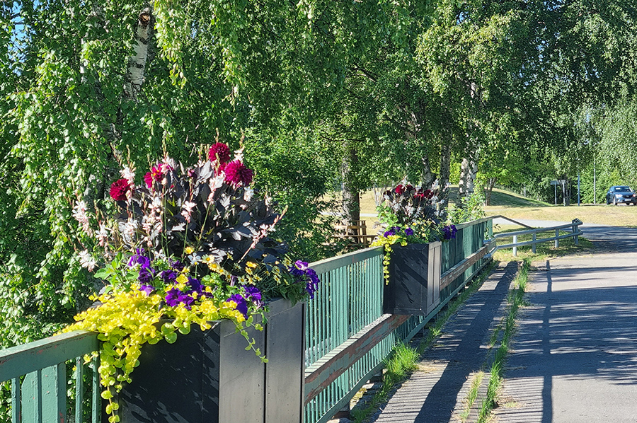 På bron över Råneåälven finns fina sommarblommor
