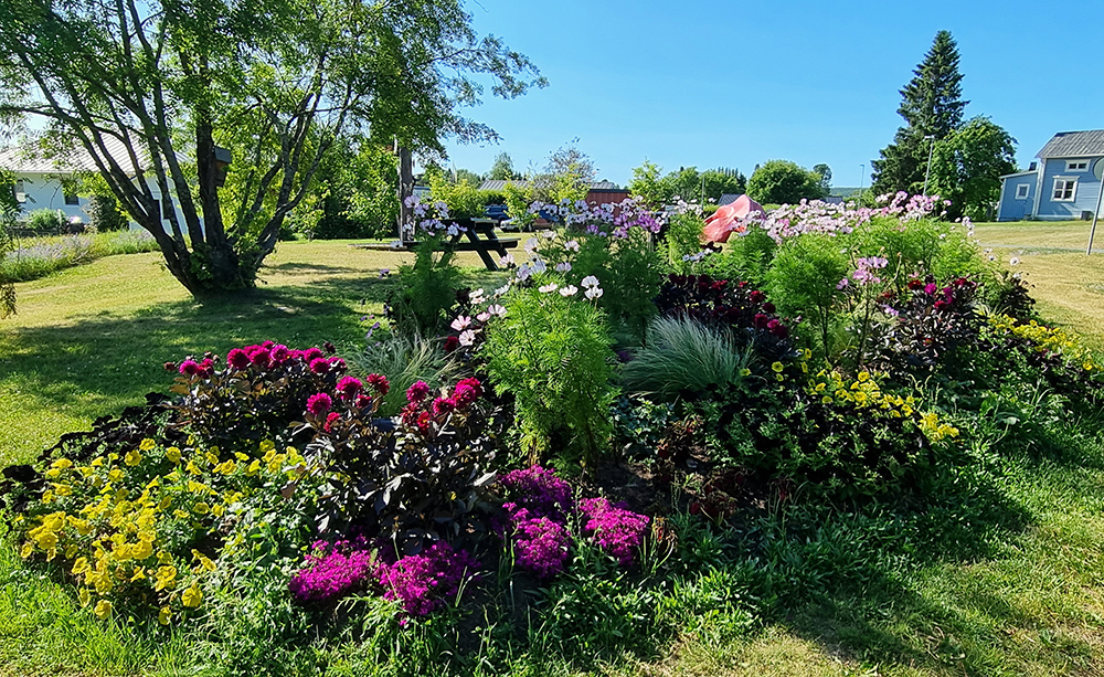 Fin plantering av sommarblommor