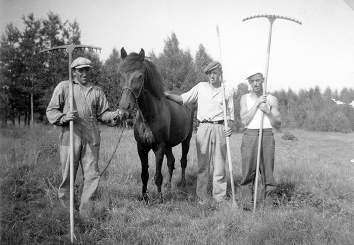 Tre unga män med räfsor, stående vid häst på en äng.
