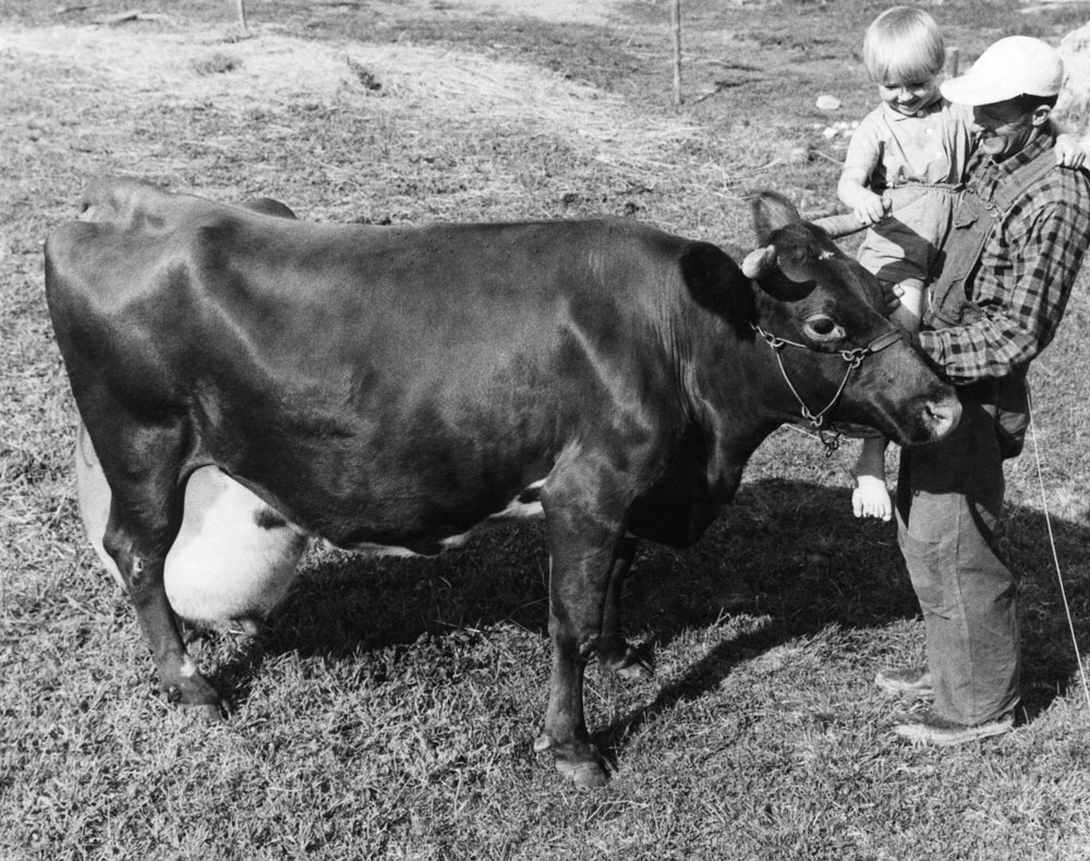 Bild uppifrån av ko med extremt stort juver. Vid kon står en man med ett barn i famnen.