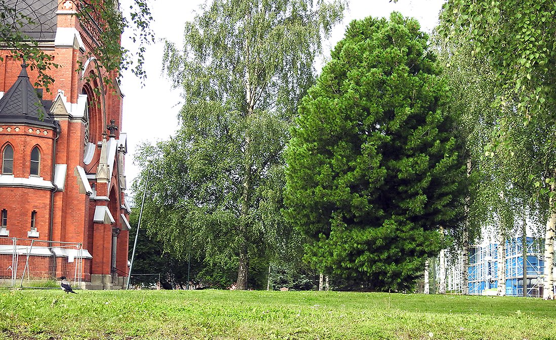 Kyrkan syns till vänster med domkyrkoparken till höger med gräsmatta och träd