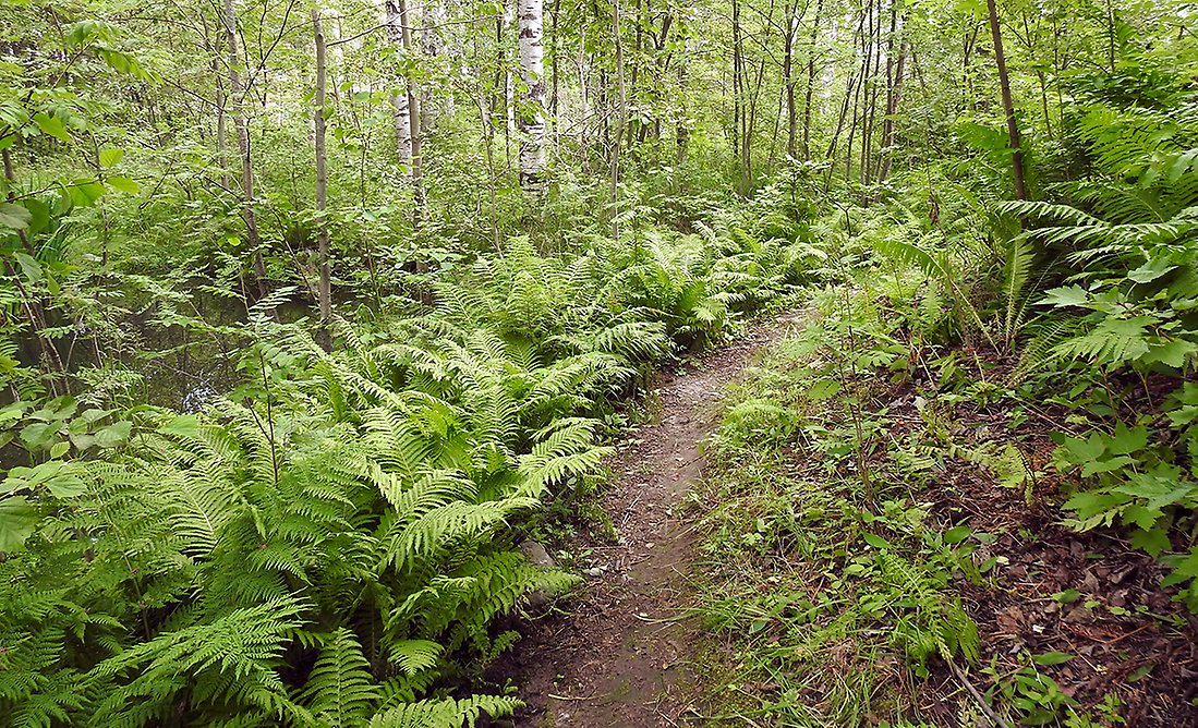 En stig leder in i skogen vid dammen kantad av ormbunkar